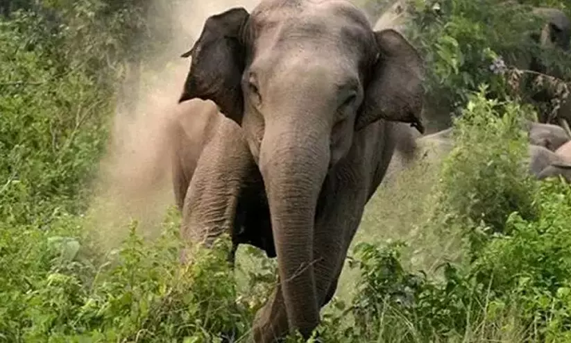കുടുംബത്തിന് 14 ലക്ഷം ധനസഹായം; മാനന്തവാടിയിലെ പ്രതിഷേധം അവസാനിച്ചു